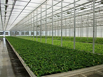 Inside of a greenhouse