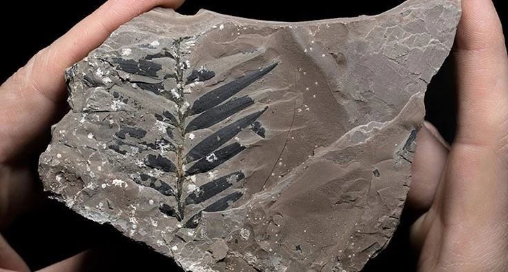 Found near the Dead Sea, this fossil of a conifer that lived more than 252 million years ago belongs to a family of plants that’s still around today.