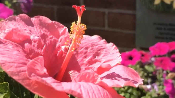 A plant at the Magee Rehabilitation Hospital in Philadelphia.