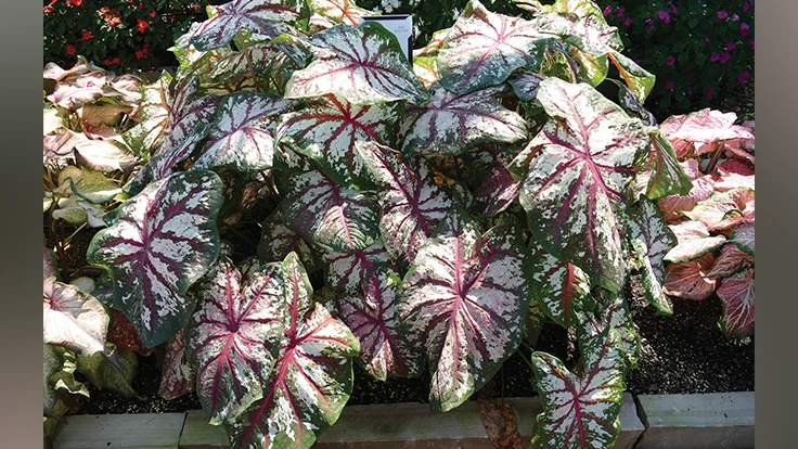 Caladium Bottle Rocket, Classic Caladiums, Young’s Plant Farm