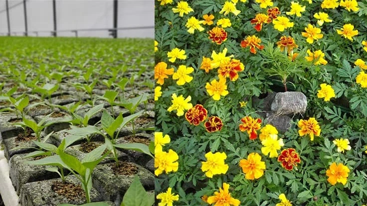 Peppers, left, and Tagetes patula rooting on Jiffy Growblock PLA netting