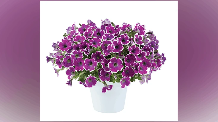 HIPPY CHICK Violet Petunia from Danziger