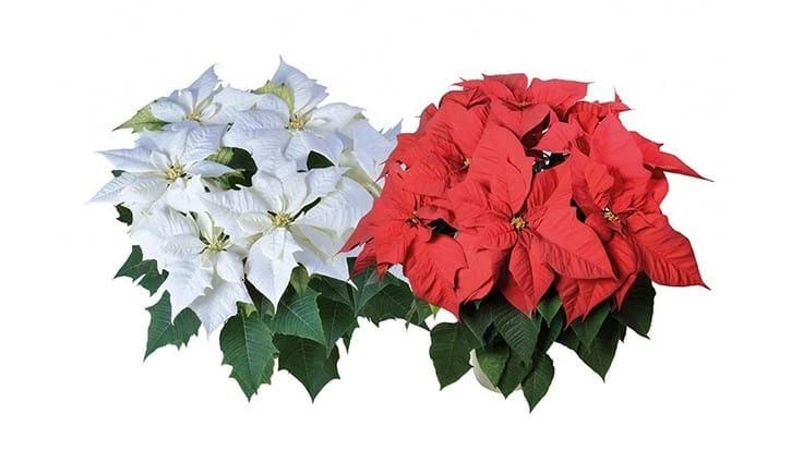 Two of the Lazzeri poinsettia varieties now sold by Syngenta Flowers 