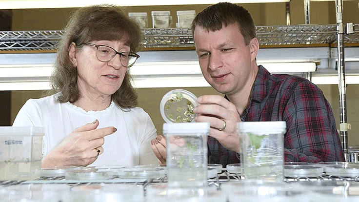 While searching for a method to increase phenylalanine production in plants, Natalia Dudareva and Joseph Lynch discovered a link between the compound and the plant hormone auxin. 