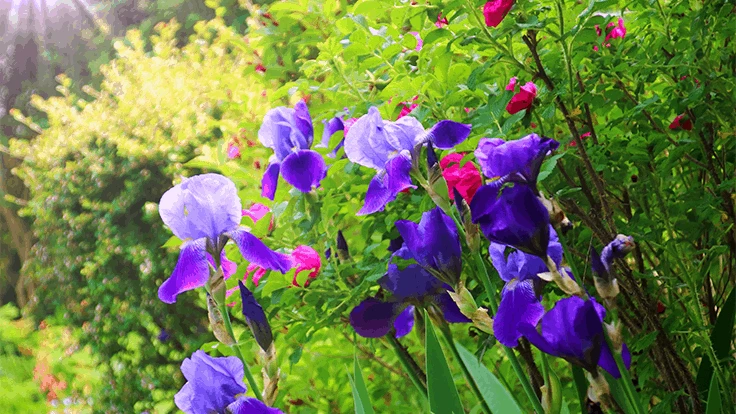 Wild iris flowers.