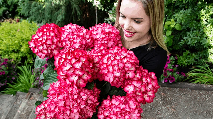 Reblooming Hydrangea macrophylla cultivar, Kimono.