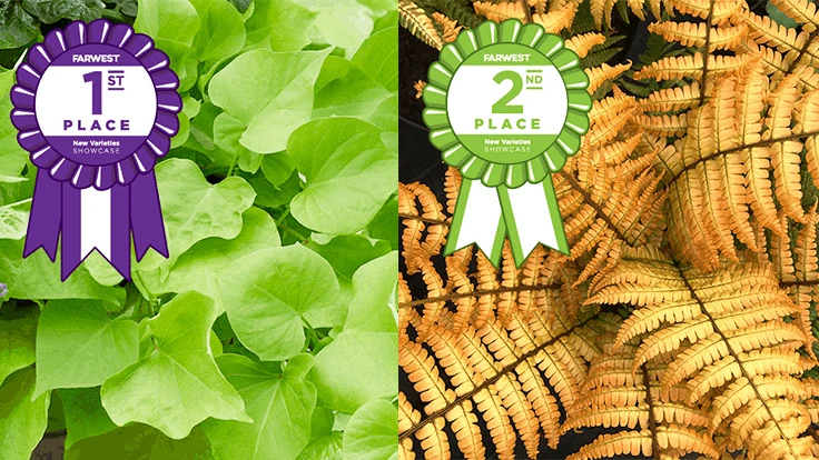 Treasure Island Makatea Sweet Potato Vine was awarded first place, and Alpine Wood Fern ‘Jurassic Gold’ was awarded second place.