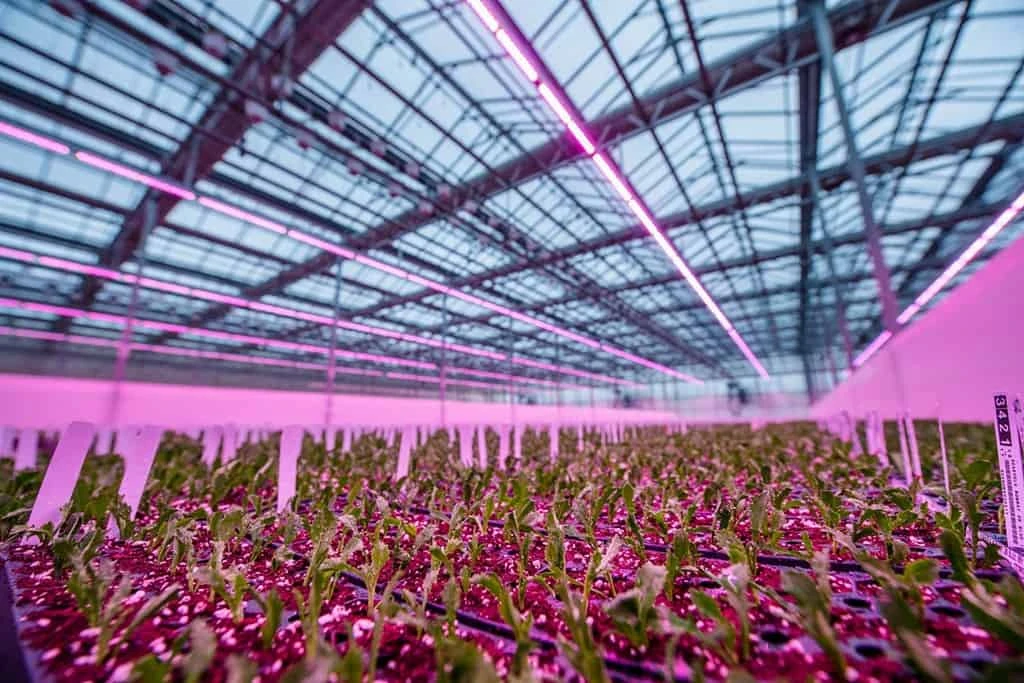 Philips GreenPower LED toplighting can help you more efficiently and consistently grow healthy greenhouse plants. 