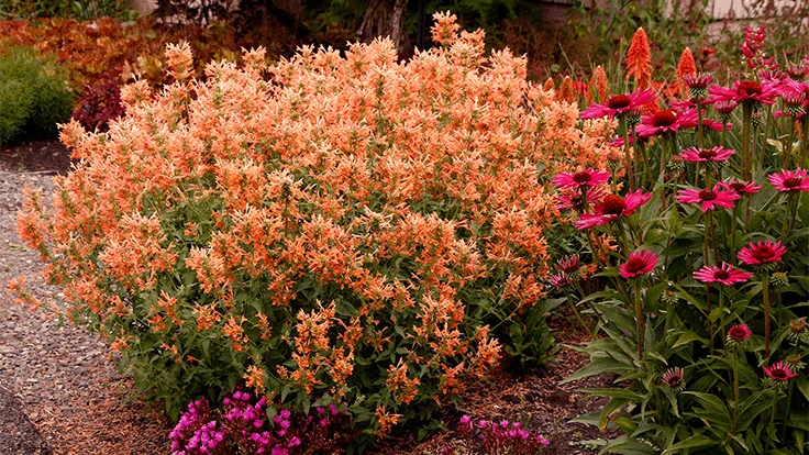 Agastache POQUITO Orange 