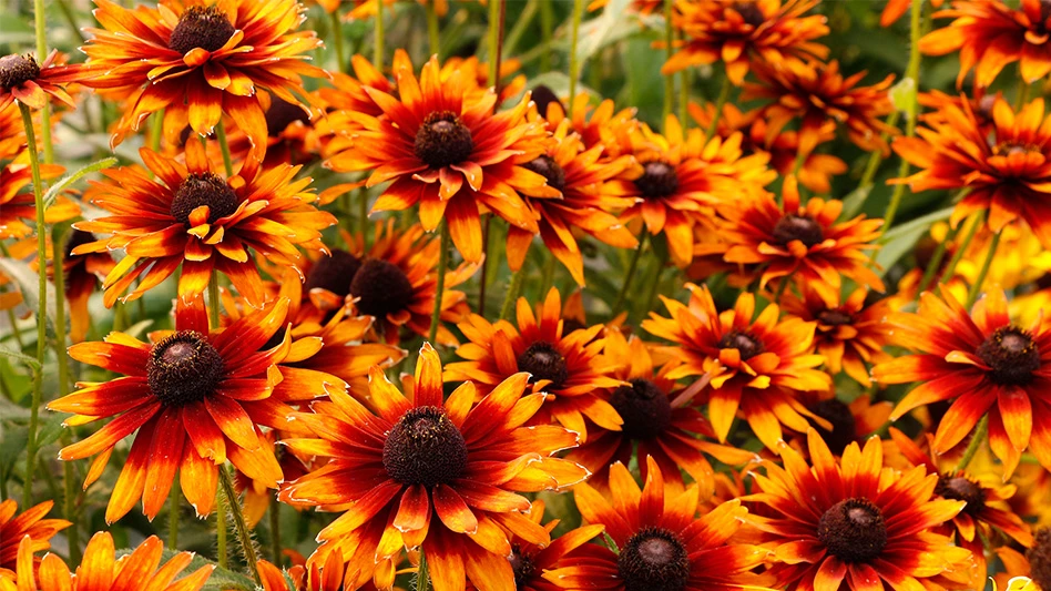 A field of orange flowers with black centers.