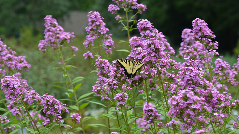 Phlox plant deals