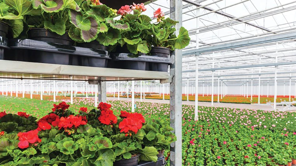 Plants with red and pink flowers and green leaves in a greenhouse.