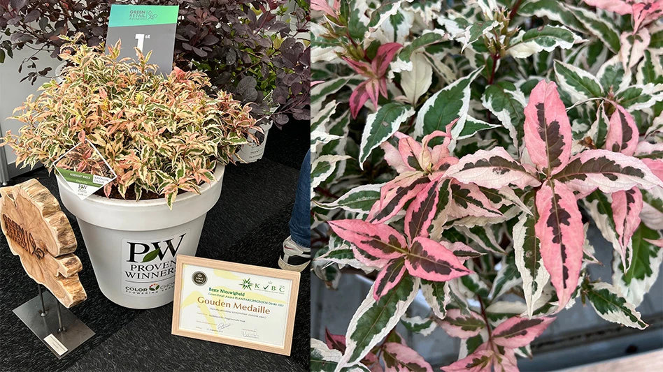 Two side by side photos. On the left is a plant in a white pot, with a framed certificate in front of it, an award placard that says 1 in the pot and a wooden sign to its left. The plant has tons of leaves and is green, white and pink. The photo to the right is a close-up of the same plant.