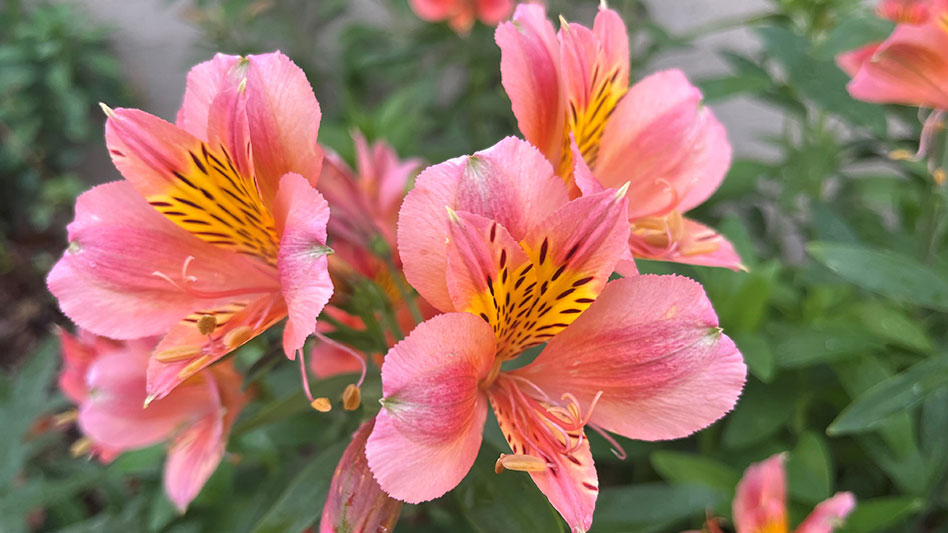 Cornell University Introduces New Alstroemeria ‘Coral Chaos ...