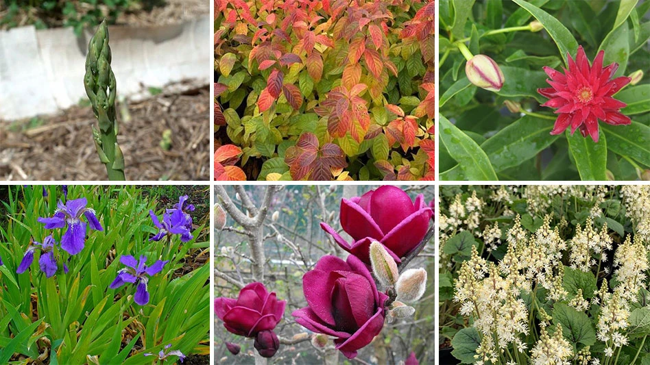 Six varieties were awarded gold medal status for their hardiness in the Mid-Atlantic region.