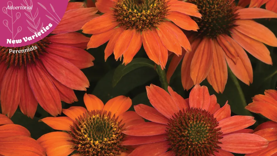 Bright orange flowers with dark brown centers.