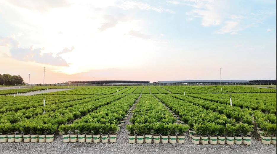 Neat rows of potted green plants in a gravel field, with a pink and blue sky above them.