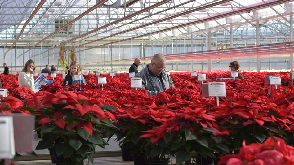 People look at rows of red poinsettias on tables in a greenhouse.