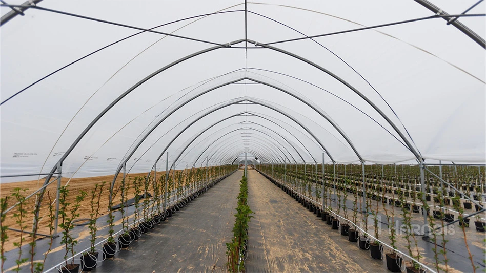 An interior view of a plastic-covered high tunnel greenhouse, with black landscape fabric on the ground and small green plants in black pots.