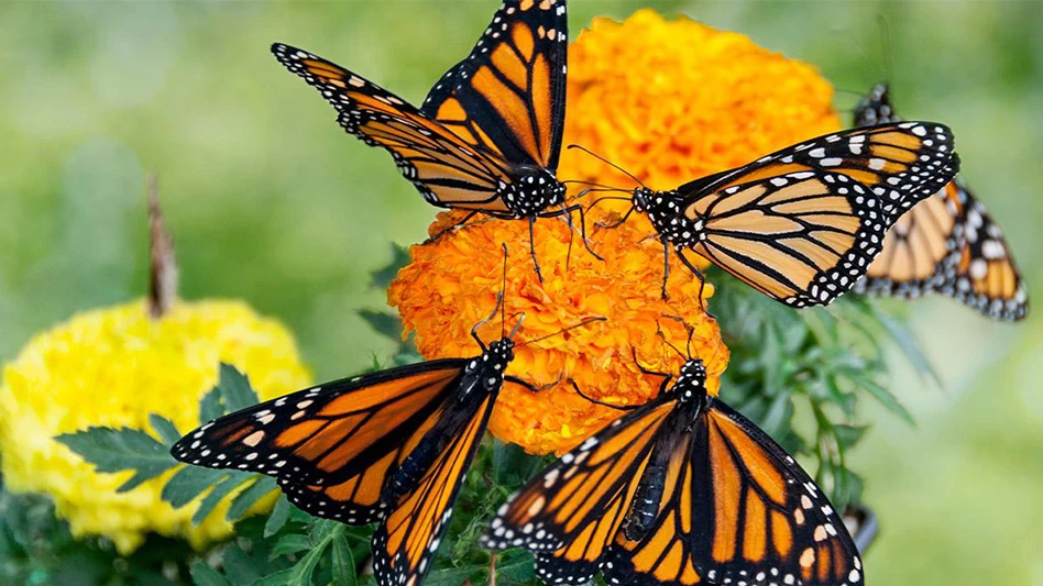 Four orange and black monarch butterflies on two orange flowers.