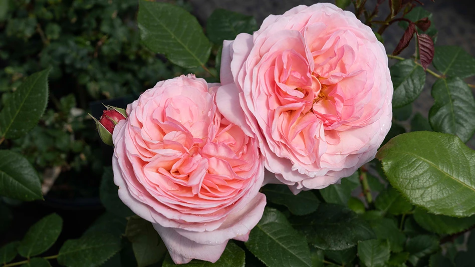 Two light pink roses with dark green leaves.