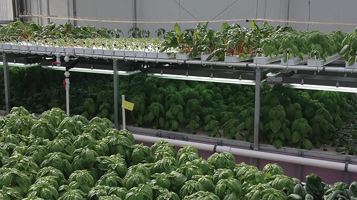 Herbs 101 a production guide Greenhouse Management