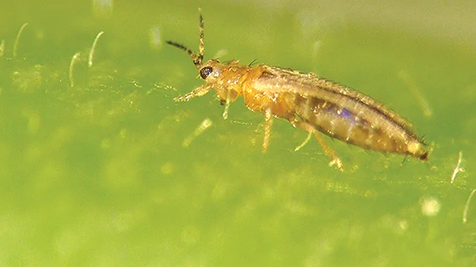 How to identify and get rid of thrips pests in your garden