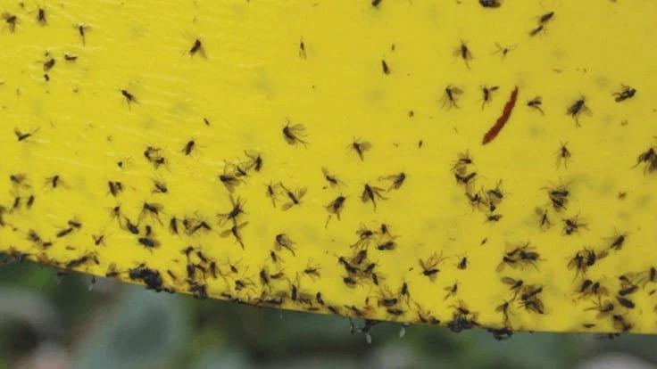 Black insects on a yellow sticky card.