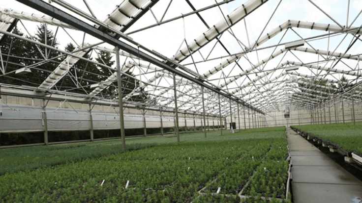 A greenhouse with green plants growing inside.