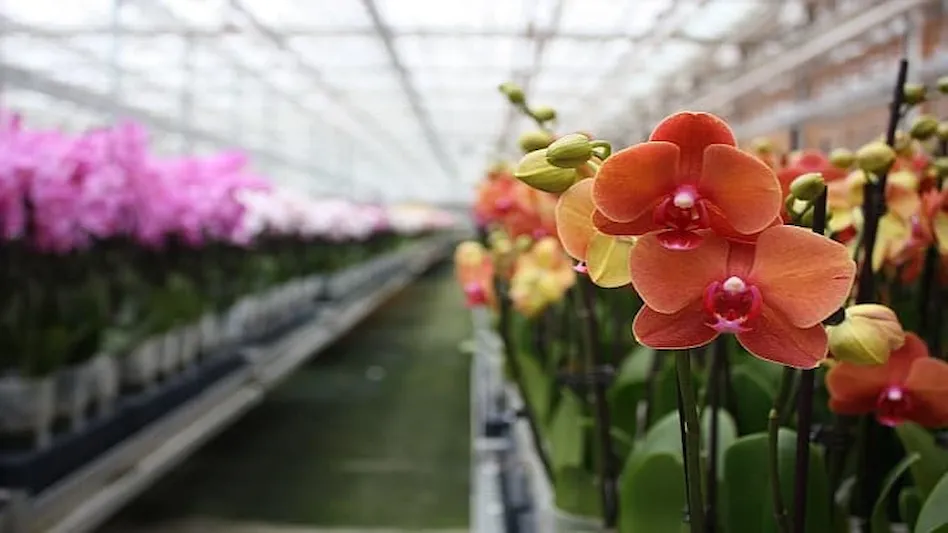 Orchids — Stanley's Greenhouse